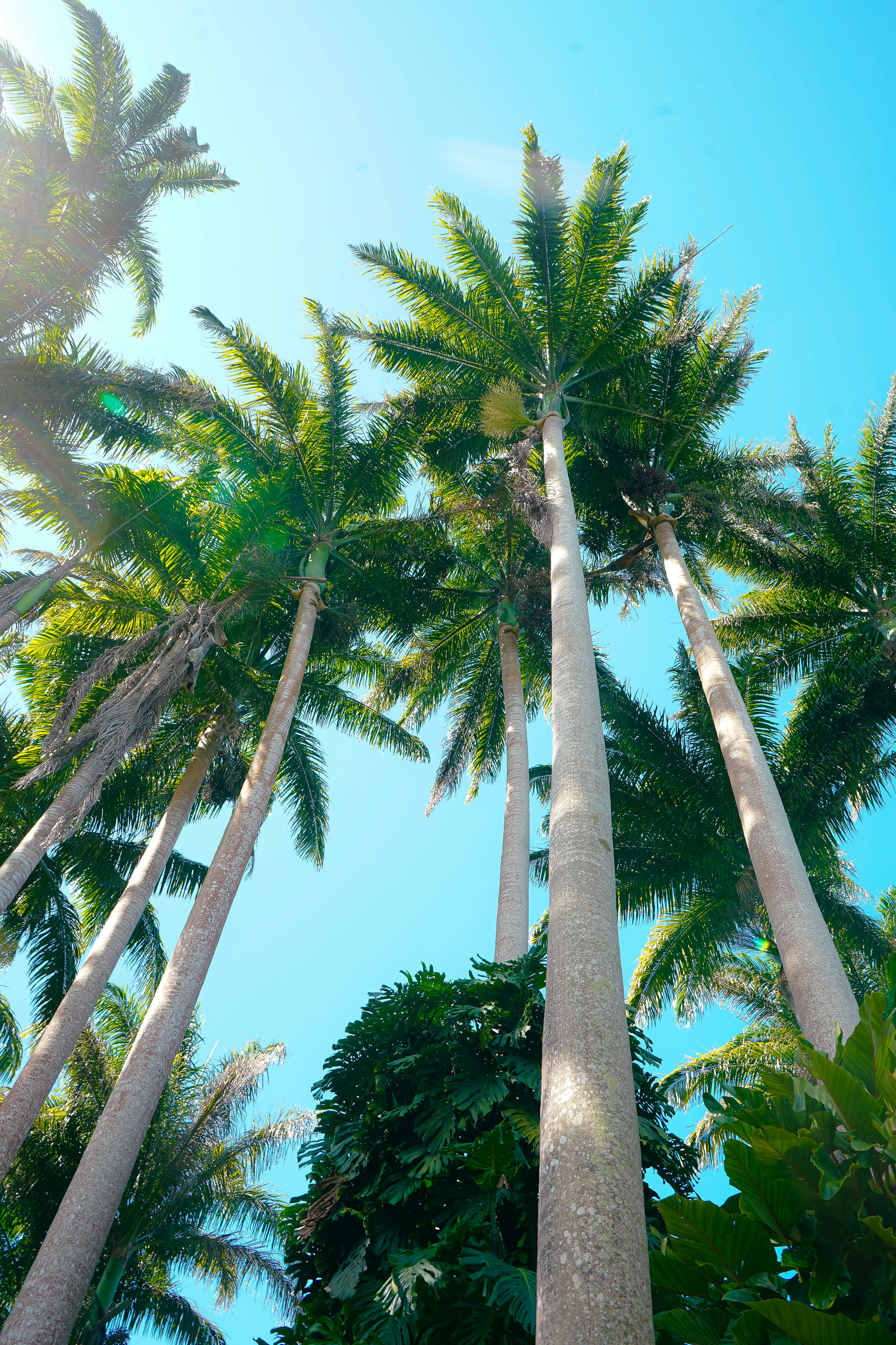 High palm trees in Barbados representing the firm's focus on the Caribbean region and success for clients